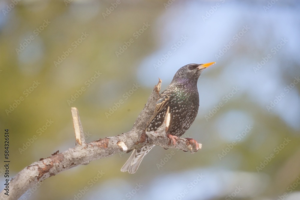 Starling Starling