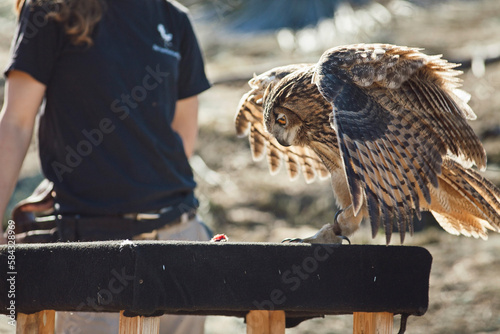 Slika na platnu Bird Handling at sanctuary great horned owl