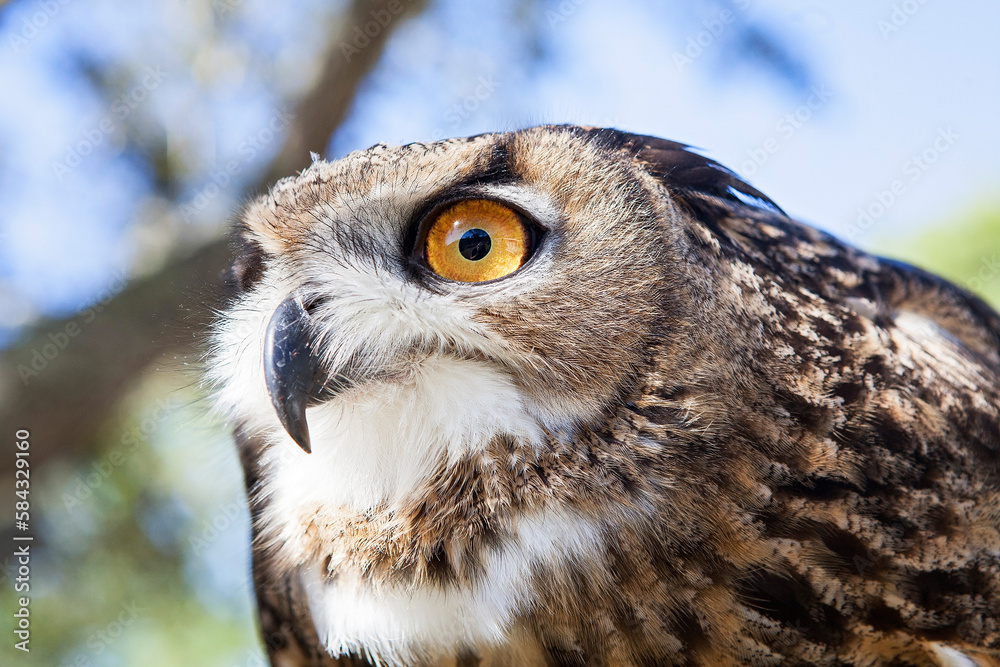 Obraz premium Great Horned Owl