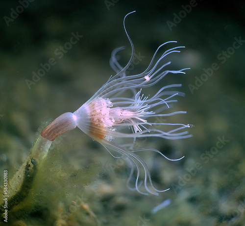 Magnificent Hydroid