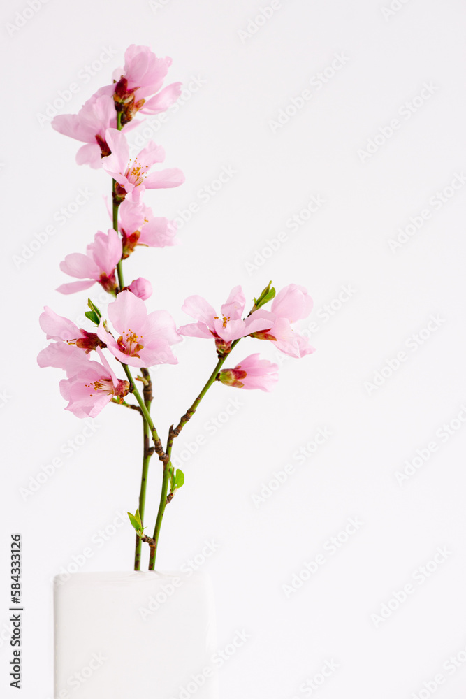 Close up of spring flowers isolated on white, with clipping path. Minimalistic style pink spring flowers in white vertical background