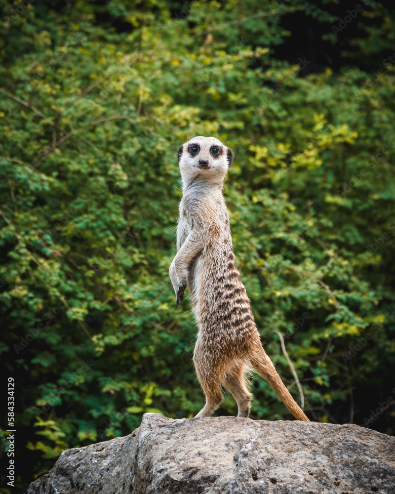 Fototapeta premium meerkat on the lookout