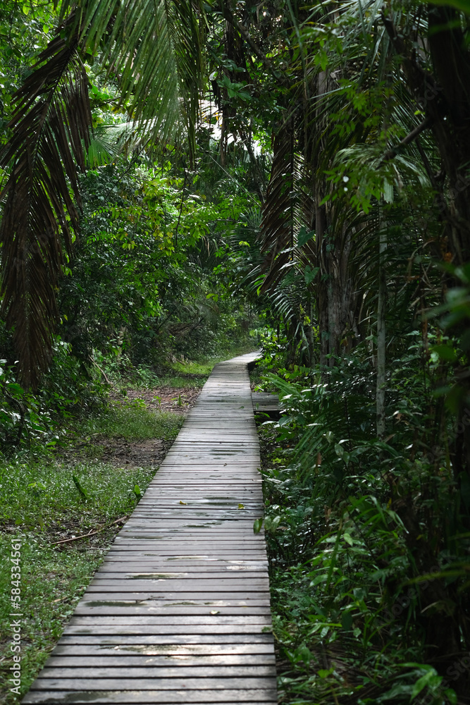 Wood pathway inside jungle going to Sandoval Lake in Puerto Maldonado Amazon. Wood pathway inside jungle going to Sandoval Lake in Puerto Maldonado Amazon.