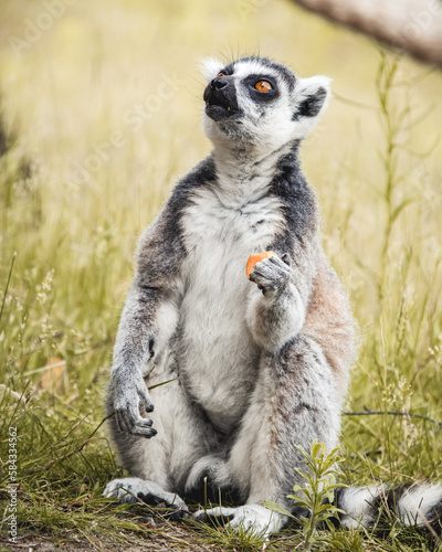 ring lemur