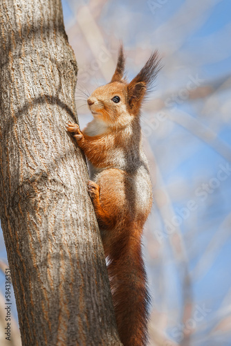 cute young squirrel on tree with held out paw against blurred winter forest in background..