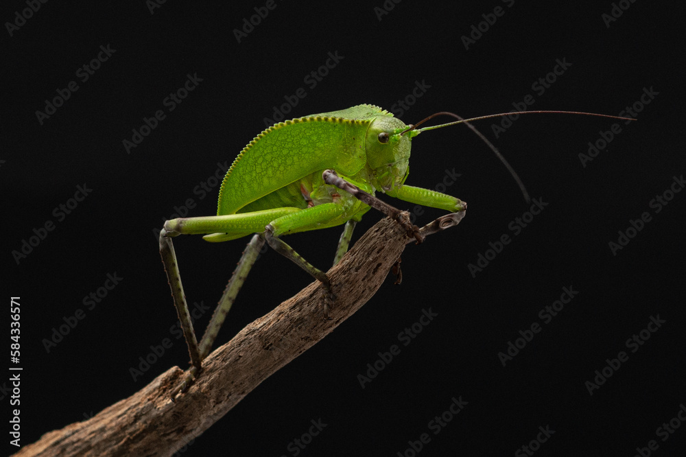 Nymph of a giant green grasshopper. Macro photography of exotic insect on branch. Close-up studio shot of a grasshopper on a black background. High quality horizontal photo of Siliquofera grandis Nymph of a giant green grasshopper. Macro photography of exotic insect on branch. Close-up studio shot of a grasshopper on a black background. High quality horizontal photo of Siliquofera grandis