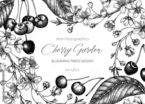 Spring background. Cherry blossom tree in sketch style. Vector frame with hand drawn cherry berries, leaves, flowering branches illustrations. Black contoured sakura  banner design