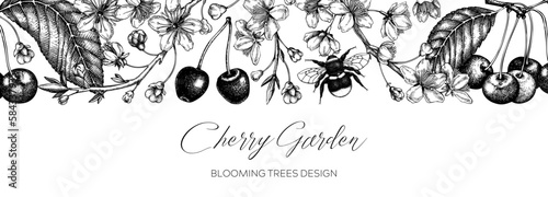 Hand drawn spring background. Cherry blossom tree border in sketch style. Vector banner with cherry berries, leaves, flowering branches illustrations. Vintage Sakura banner design