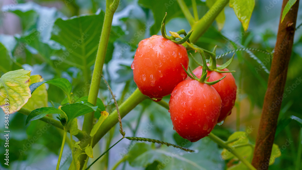 Obraz premium Ripe red tomato with water droplets on green leaf background