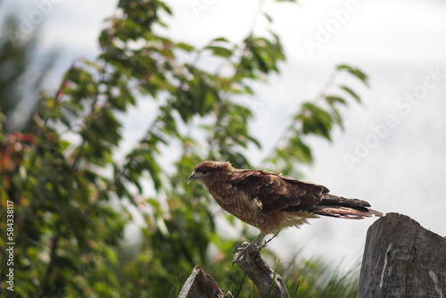 eagle on the branch