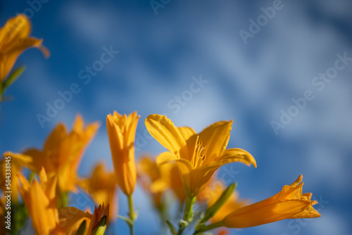 Mostly blurred orange yellow flowers on blue sky background. Yellow daylily