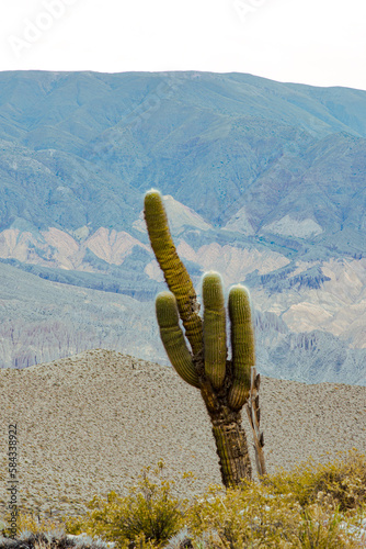 cactus in the desert tuica argentina