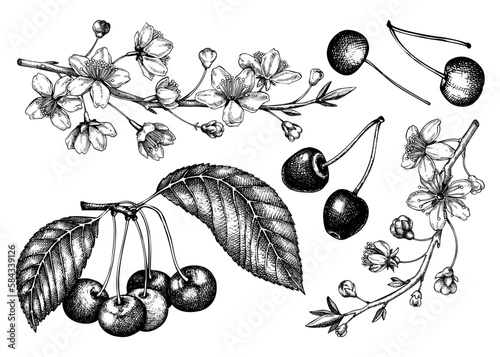 Hand drawn fruit tree illustration isolated on white background. Vintage cherry blossom drawings. Vector cherry berries, leaves, flowering branches sketches. Vintage Sakura design