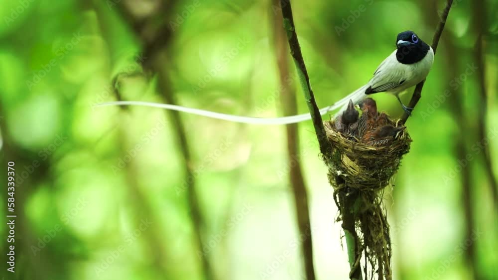 White Asian Paradise Flycatcher Amur Paradise-flycatcher, Terpsiphone Monarchidae male flying to nest for feed baby.