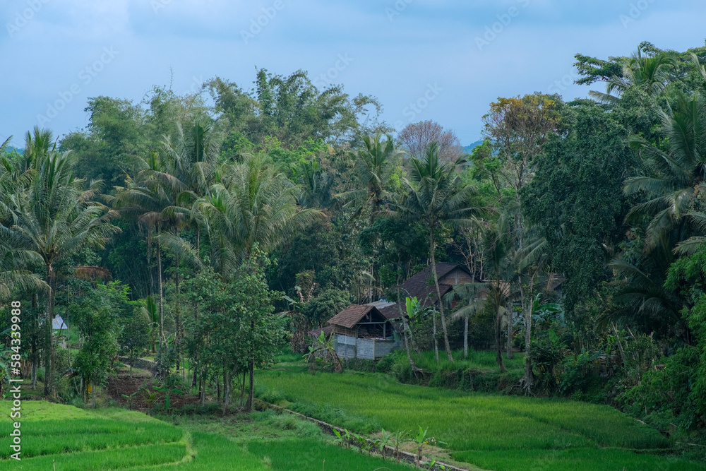 Aerial view of green rice field with farmer's house near the woods in Indonesia