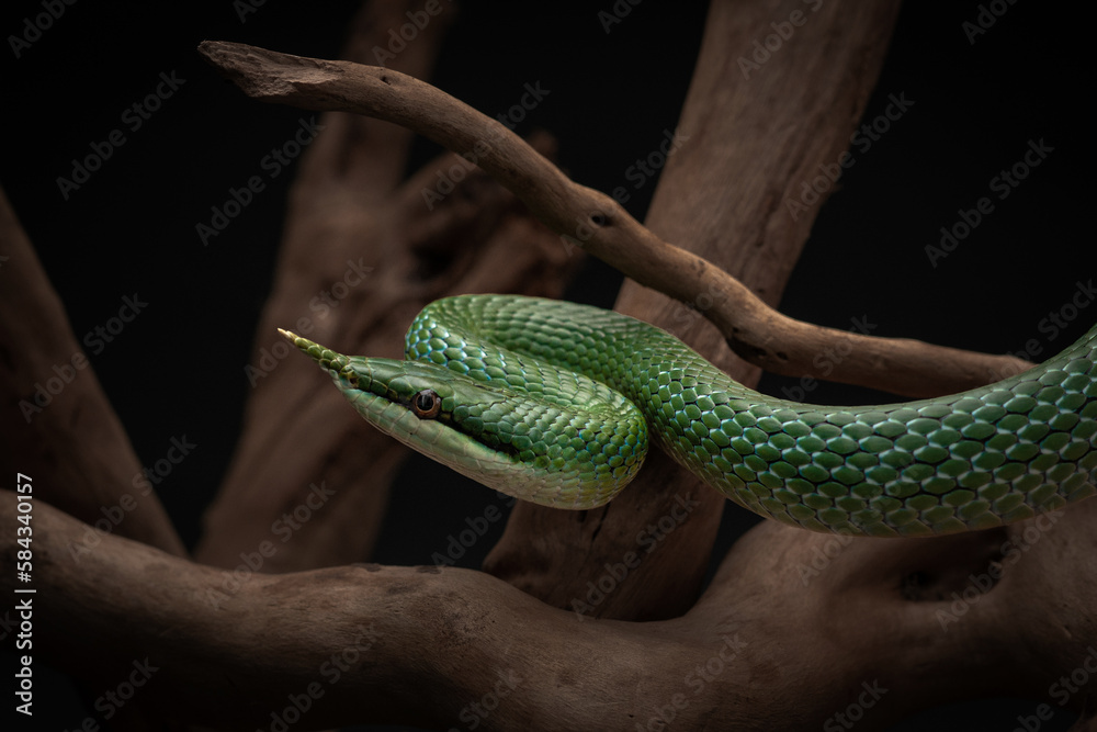 Obraz premium Rhinoceros ratsnake beautifully curved neck. Tropical green non-venomous snake among the branches. Studio shot of exotic pet on black background. High quality horizontal photo of Gonyosoma boulengeri