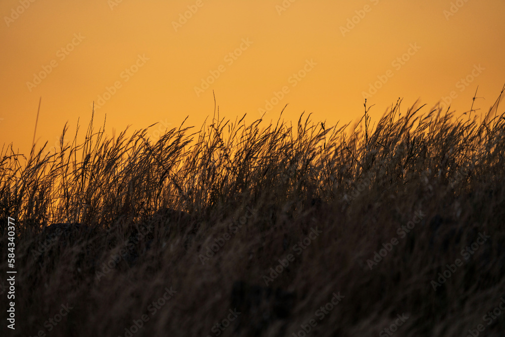 Fototapeta premium shining golden grass in saudi arabia