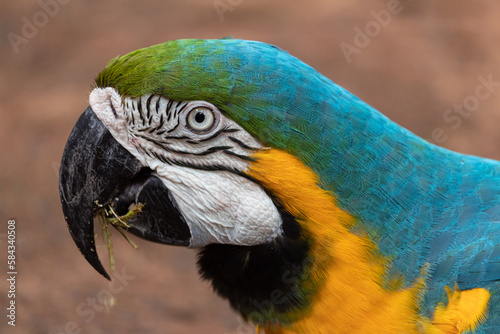 blue and gold macaw / Brazil