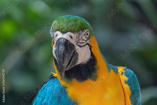 blue and yellow macaw - Foz do Iguaçu/PR - Brazil