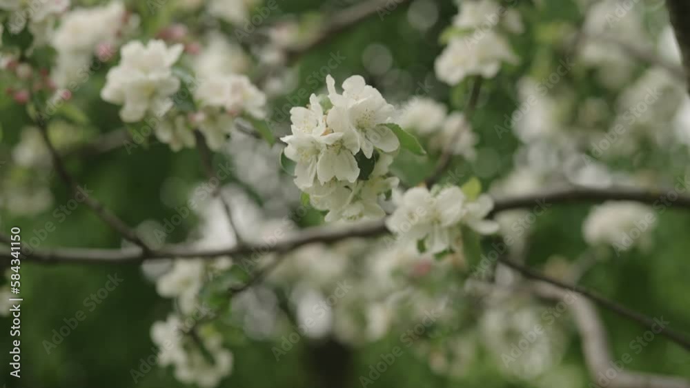 Slow motion gimbal shot of white apple flowers on a young tree closeup Slow motion gimbal shot of white apple flowers on a young tree closeup