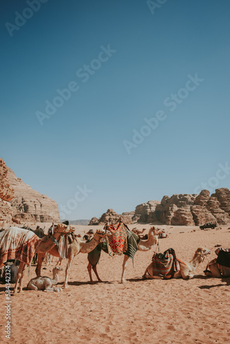 camels in the desert © Wedding Nature Stock