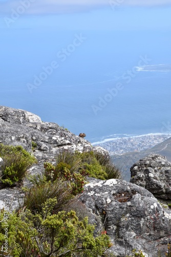 Tafelberg, dassis © Annett