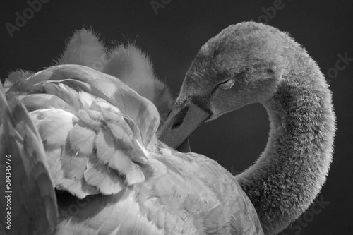 Fototapeta Naklejka Na Ścianę i Meble -  Greyscale closeup shot of a swan