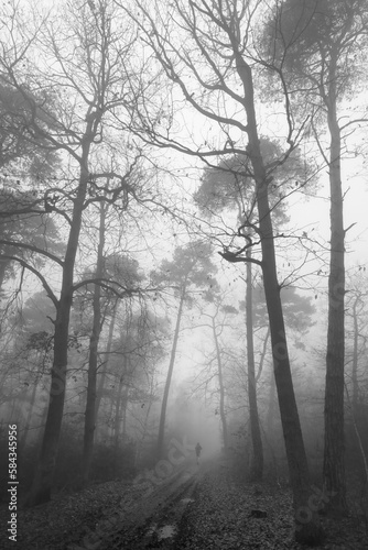 Fototapeta Naklejka Na Ścianę i Meble -  Vertical grayscale shot of a dark mysterious forest with tall trees in fog