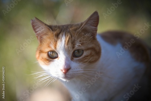 Selective of a beautiful cat looking at the camera in a park © Mig Schwarz/Wirestock Creators