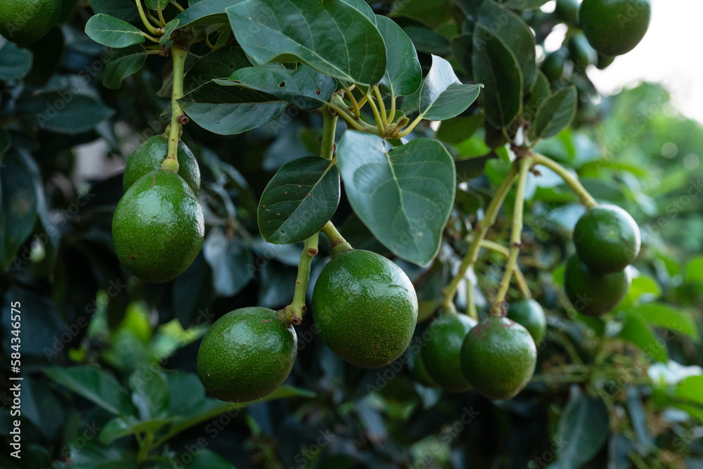 Peterson avocado fruit on tree. Peterson avocado fruit on tree.