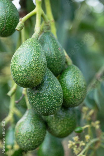 Peterson avocado fruit on tree photo