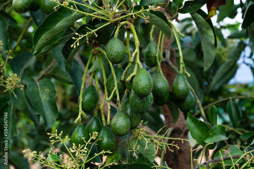 Peterson avocado fruit on tree photo