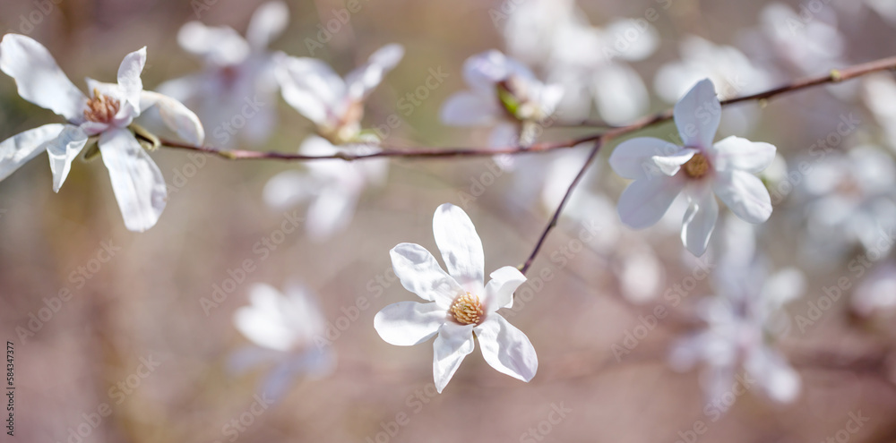 magnolia flowers on sunlight in spring garden magnolia flowers on sunlight in spring garden