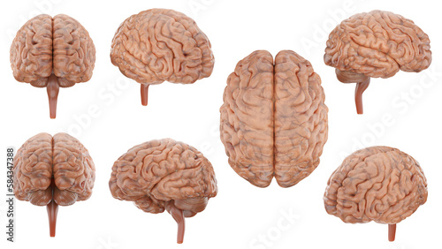 3D model and rendering realistic brain set all view include alpha path.
