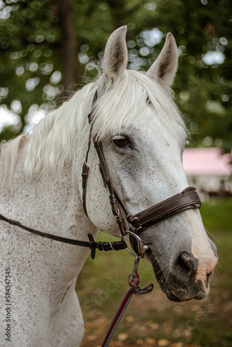 Portrait of a horse. White horse. Farm. Nature.
