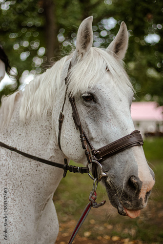 Portrait of a white horse. The horse shows the tongue. White horse. Pet. Animal. Horse. 