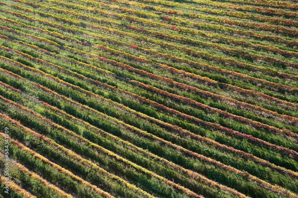 Aerial view of the rows of vines Aerial view of the rows of vines