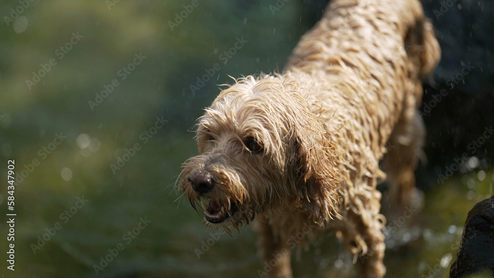 Dog getting out of water and shakes himself in slow motion. Pet swimming inside lake exits water shaking hair