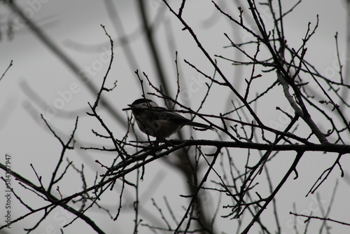 blackbird on a branch