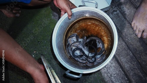 Live freshwater eels caught in a rice field in Indonesia. They lie in a saucepan, which they hold in their hands Live freshwater eels caught in a rice field in Indonesia.  photo