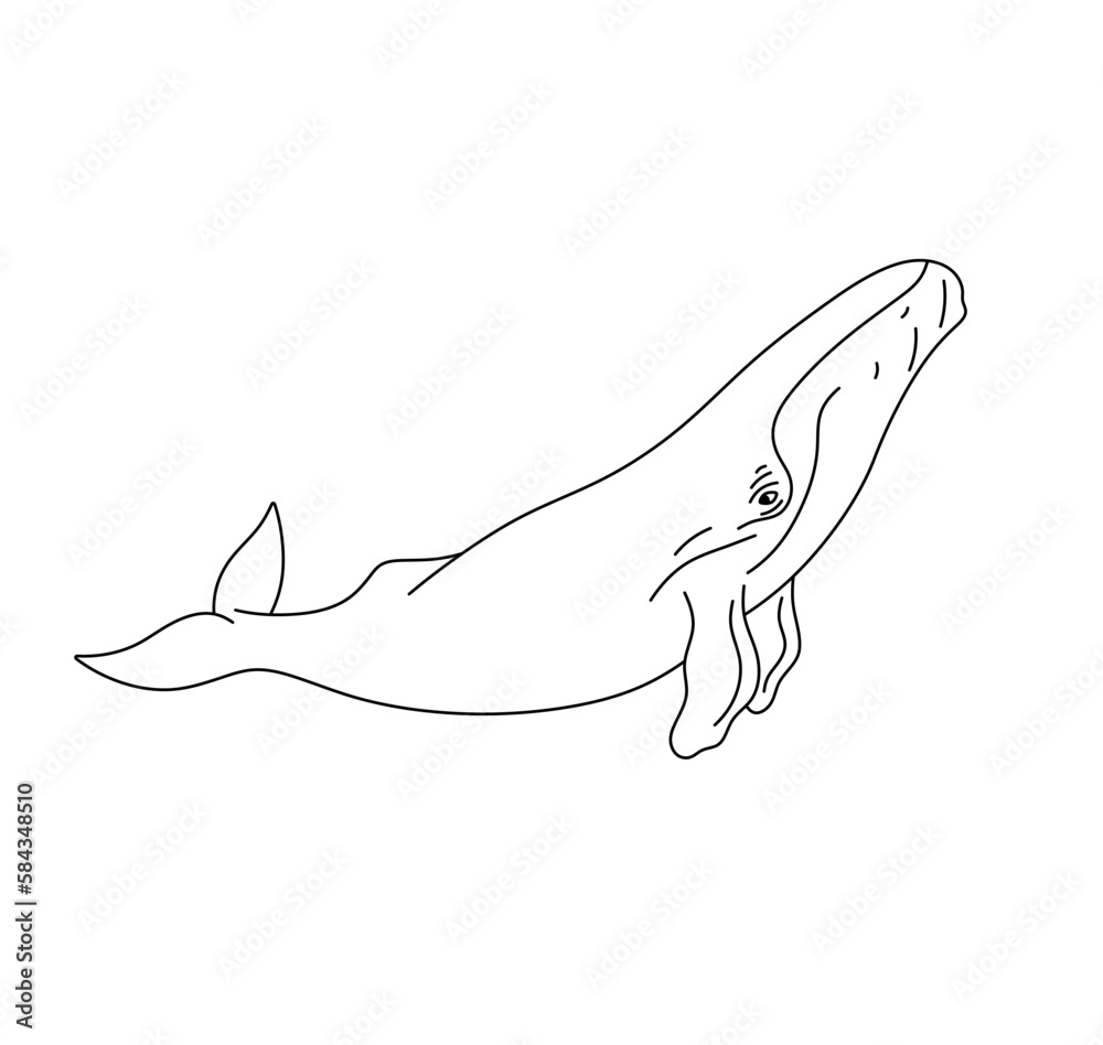 Vector isolated one single swimming whale side view colorless black and white contour line easy drawing Vector isolated one single swimming whale side view colorless black and white contour line easy drawing