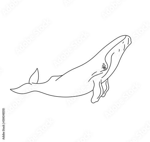 Vector isolated one single swimming whale side view colorless black and white contour line easy drawing