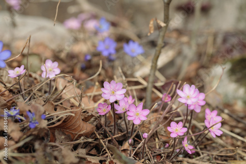 Group of pink common hepatica flowers (Hepatica triloba). Blue variety in background. photo