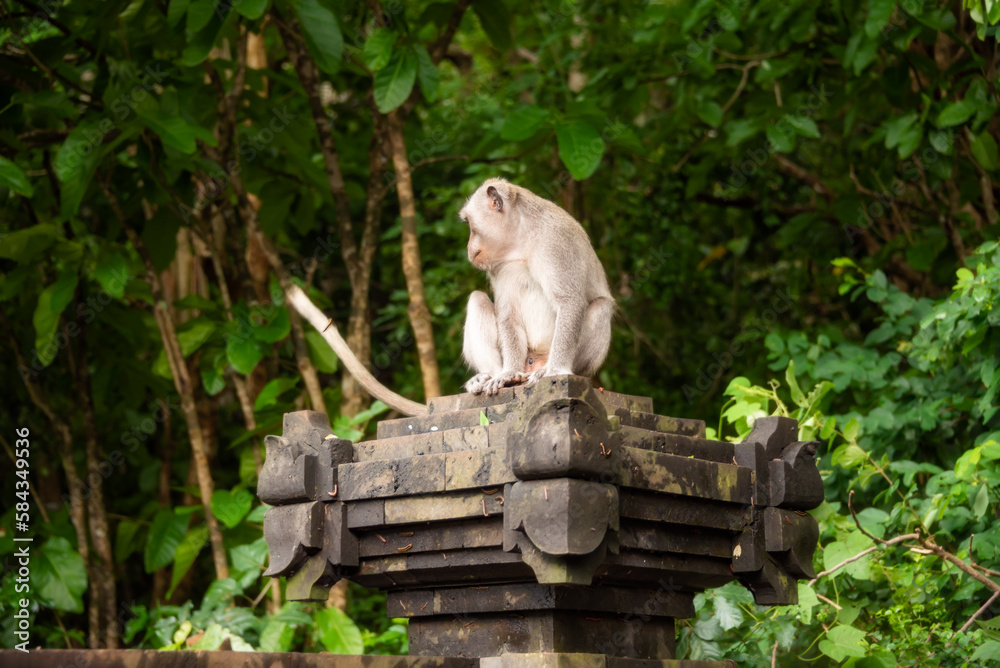 Wild monkey sitting on hindu temple in rainforest on Bali, Indonesia Wild monkey sitting on hindu temple in rainforest on Bali, Indonesia