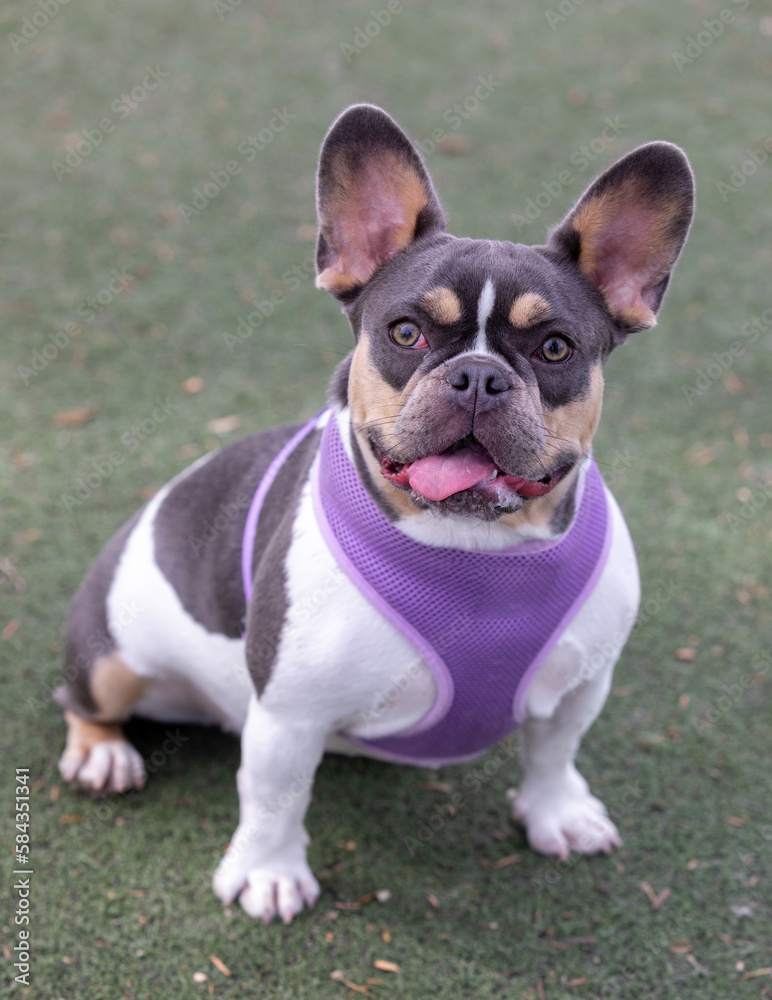 9-Months-Old Lilac Grey Tan White Pied Female Frenchie with an Expressive Look. Off-leash dog park in Northern California.