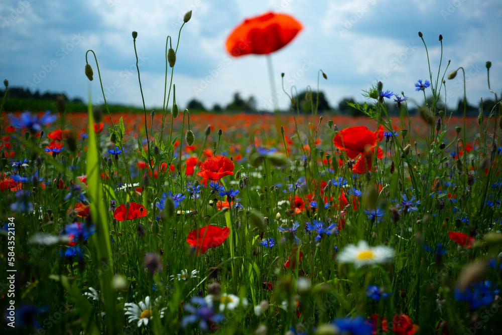 Obraz premium Klatschmohnfeld