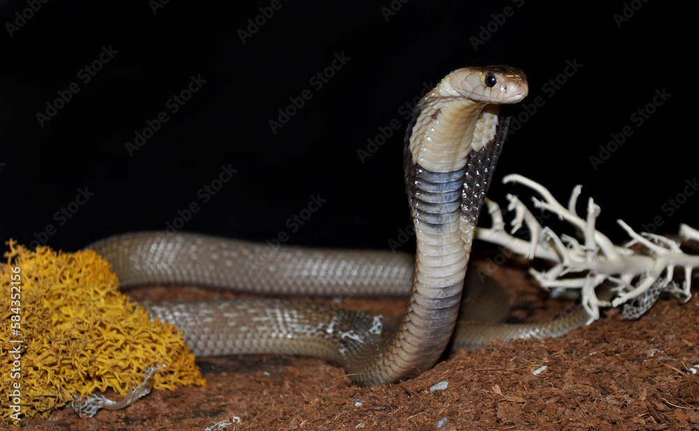 Fototapeta premium Monocled cobra (Naja kaouthia) portrait