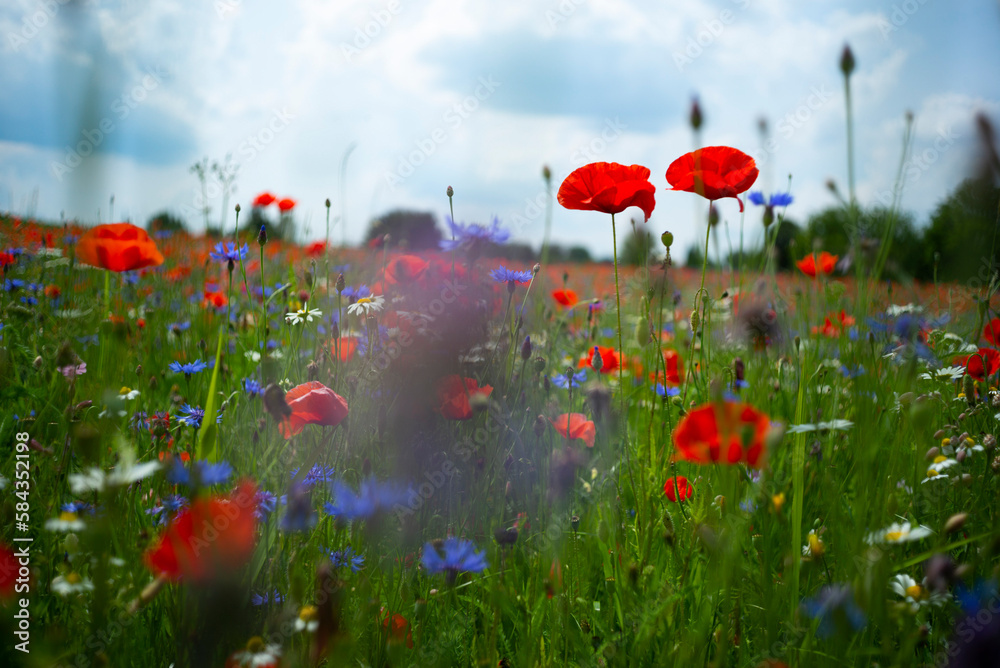 Obraz premium Klatschmohnfeld