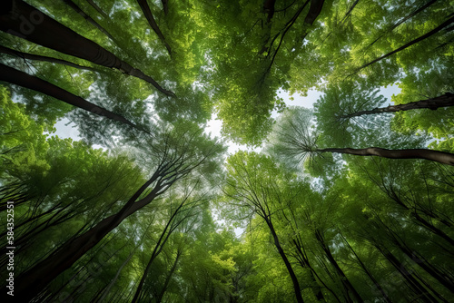 Looking up at the green tops of trees - Generative Ai, - forest, nature, environment, outdoors, wilderness, scenery, landscape, beauty, tranquility, peace, serenity, harmony, relaxation, rejuvenation. © Saulo Collado