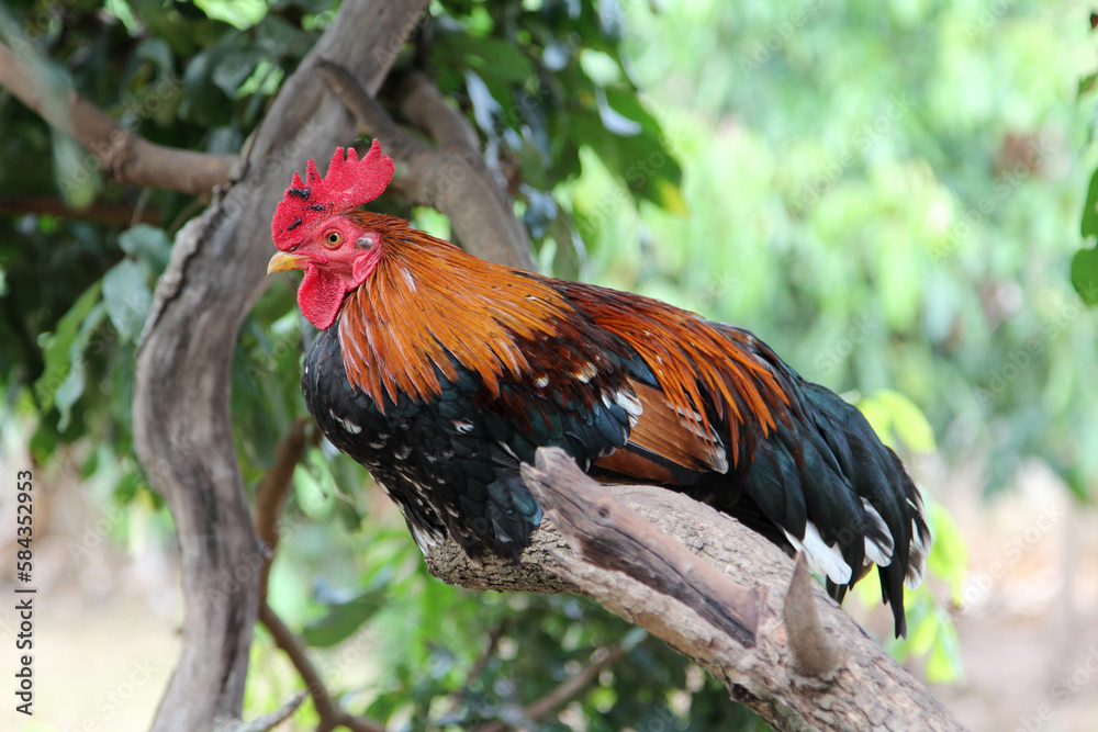 A rooster perched on tree branch